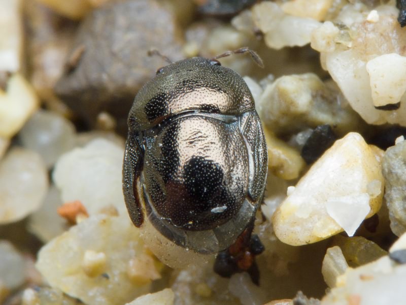 Thyreocoris scarabaeoides (Linnaeus, 1758)